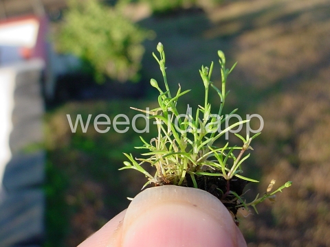 pearlwort, birdseye